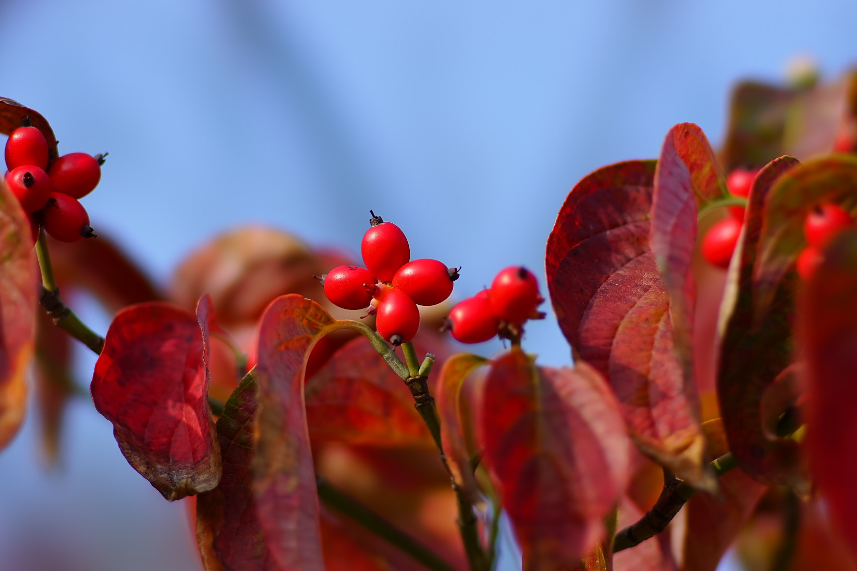 Sony a7 + 135mm F2.8[T4.5] STF sample photo. 743.jpg photography