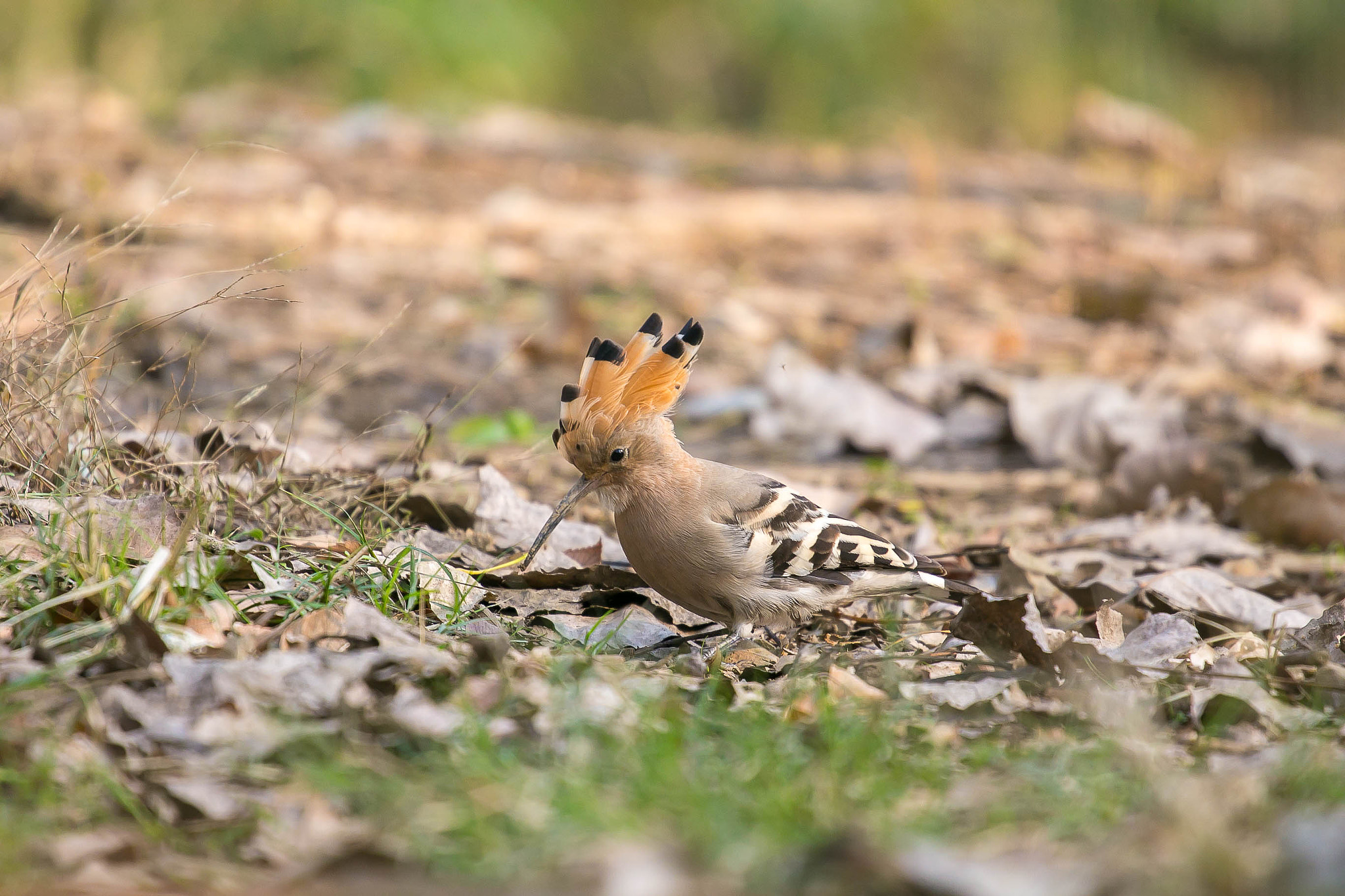 Canon EOS 6D + Canon EF 70-200mm F4L USM sample photo. Bird photography