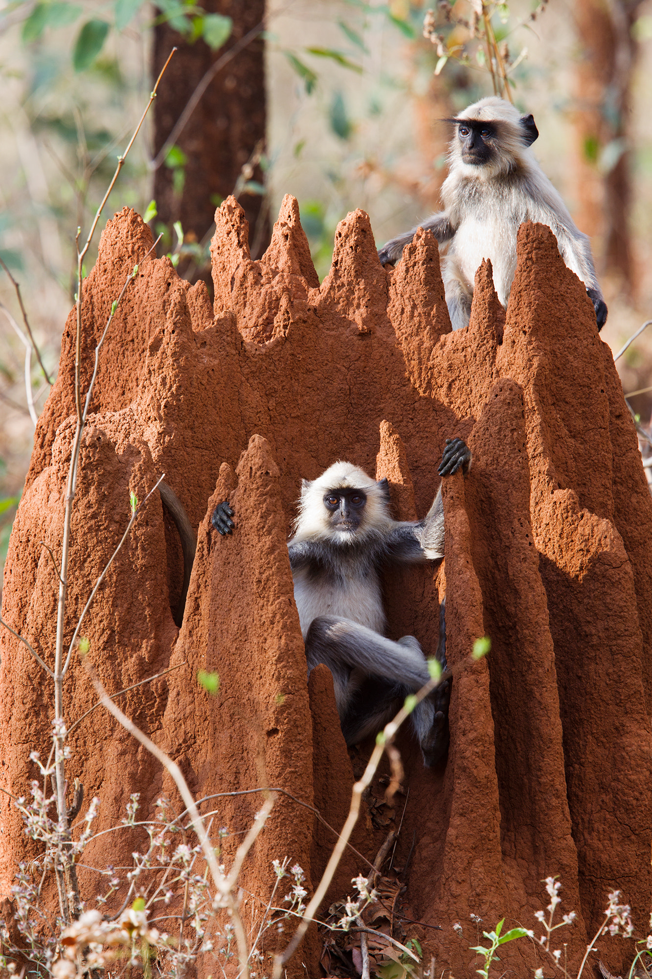 Canon EF 400mm F2.8L IS USM sample photo. Gray langur monkey on anthill photography