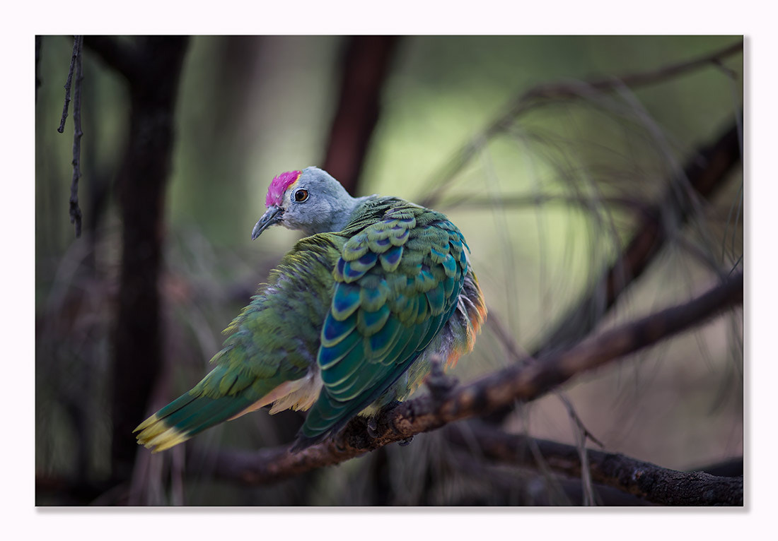 Canon EOS-1D X + ZEISS Makro-Planar T* 100mm F2 sample photo. Rose crowned fruit dove photography