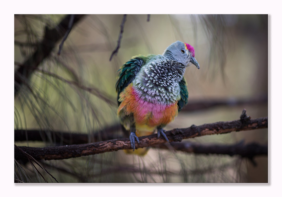 Canon EOS-1D X + ZEISS Makro-Planar T* 100mm F2 sample photo. Rose crowned fruit dove photography