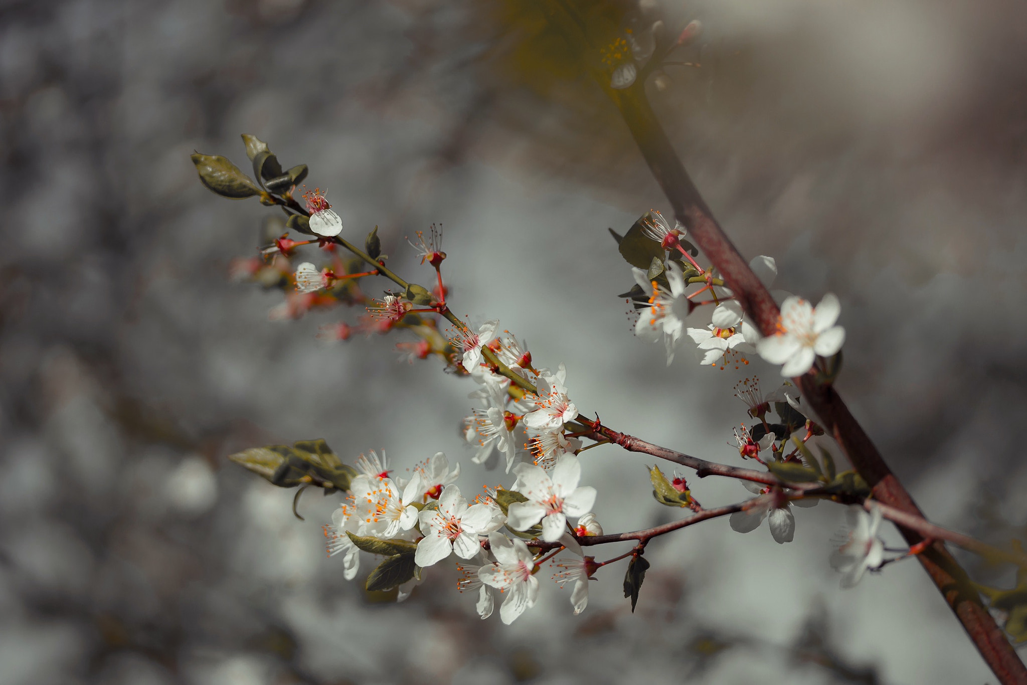 Canon EF-S 60mm F2.8 Macro USM sample photo. Pollen  photography