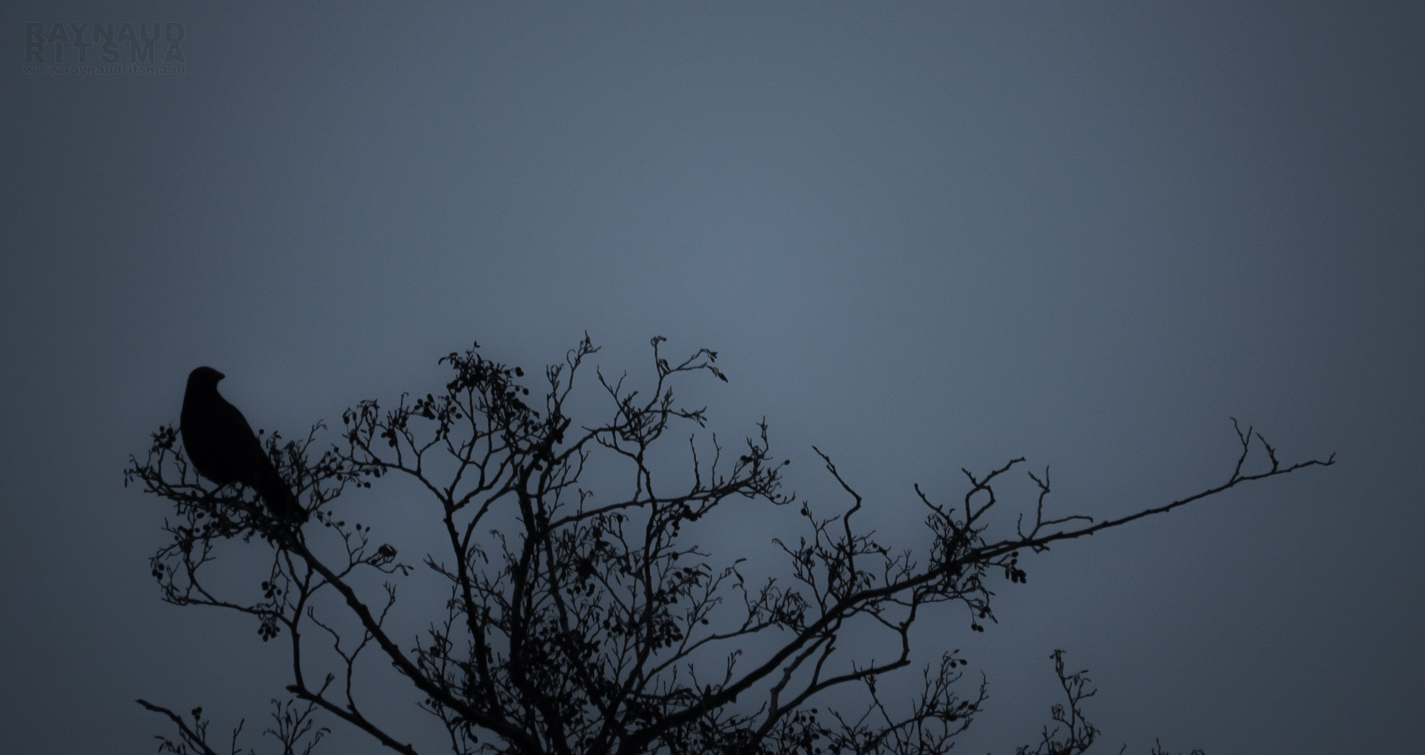 Panasonic Lumix DMC-GH4 sample photo. Crow photography