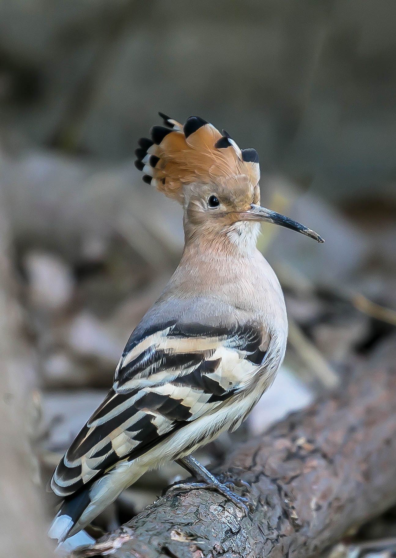 Canon EF 70-200mm F4L USM sample photo. Bird photography