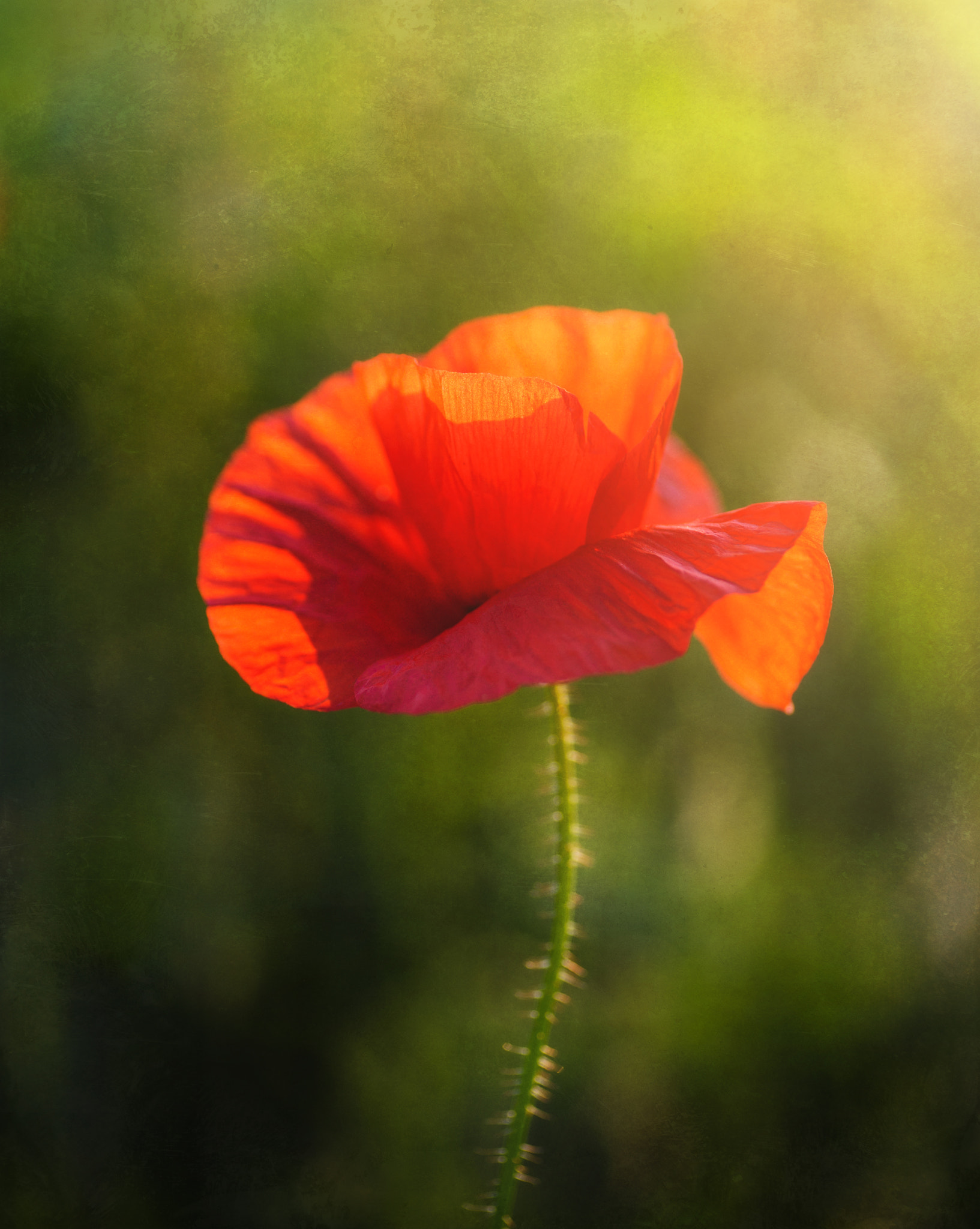 Nikon D3 sample photo. Poppy photography
