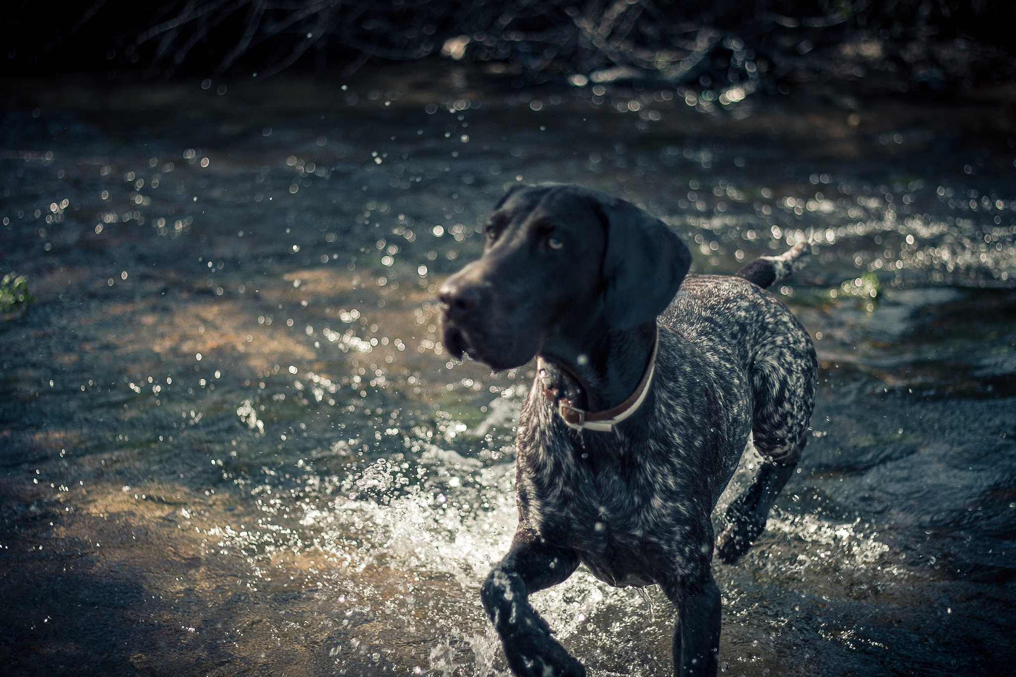 Canon EOS 70D + Canon EF 50mm f/1.8 sample photo. The hunter photography