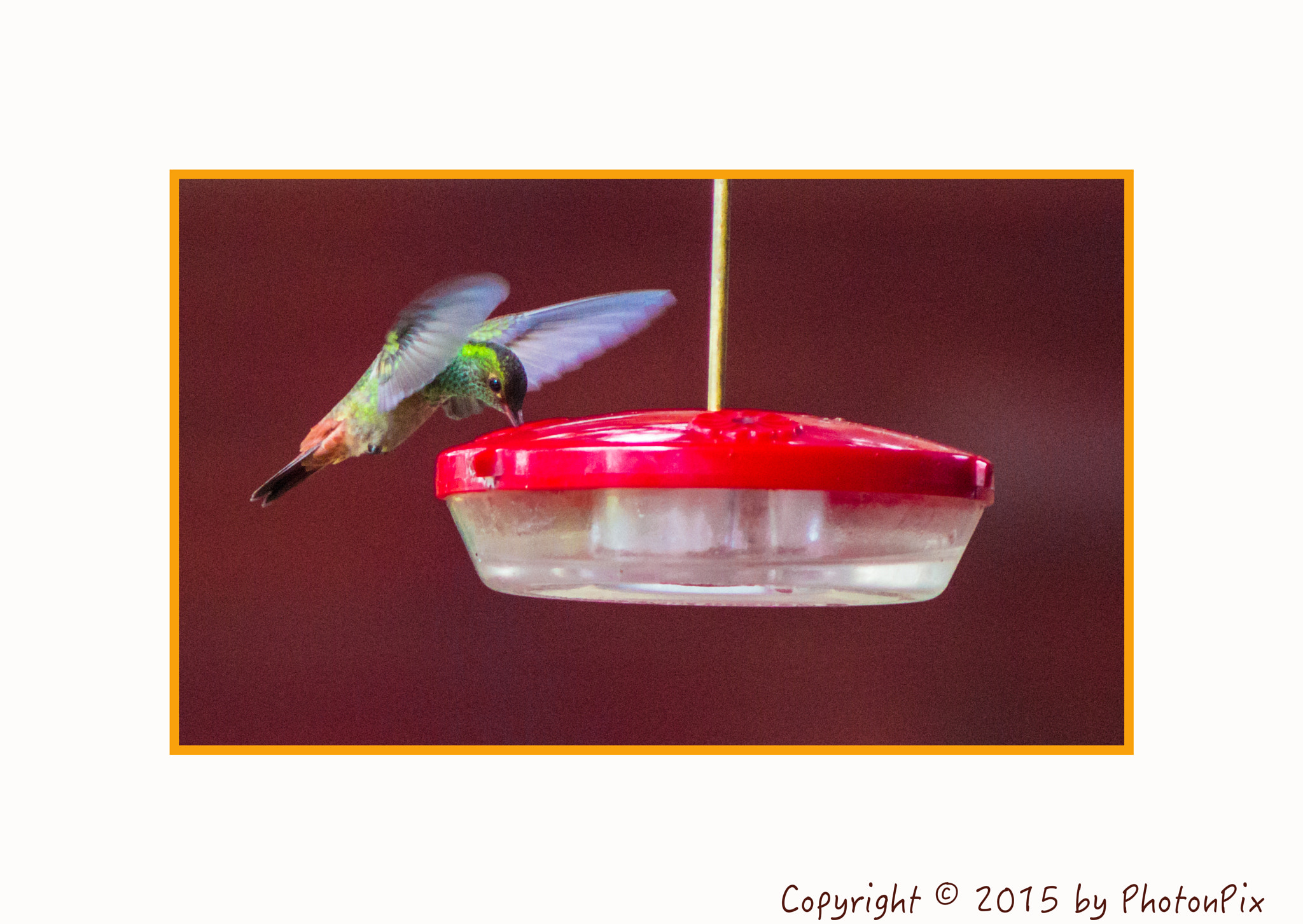 Sony SLT-A77 + Minolta AF 70-210mm F4 Macro sample photo. Hummingbird costa rica photography