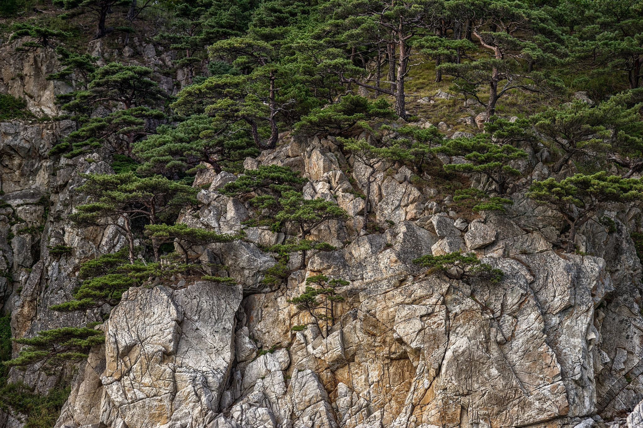 Tamron SP 70-300mm F4-5.6 Di USD sample photo. Korean pine photography