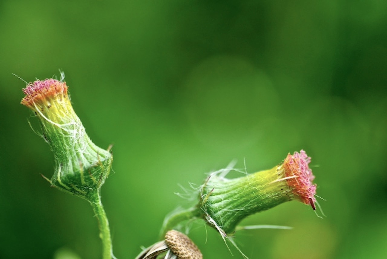 Panasonic Leica DG Macro-Elmarit 45mm F2.8 ASPH OIS sample photo. Thistles photography