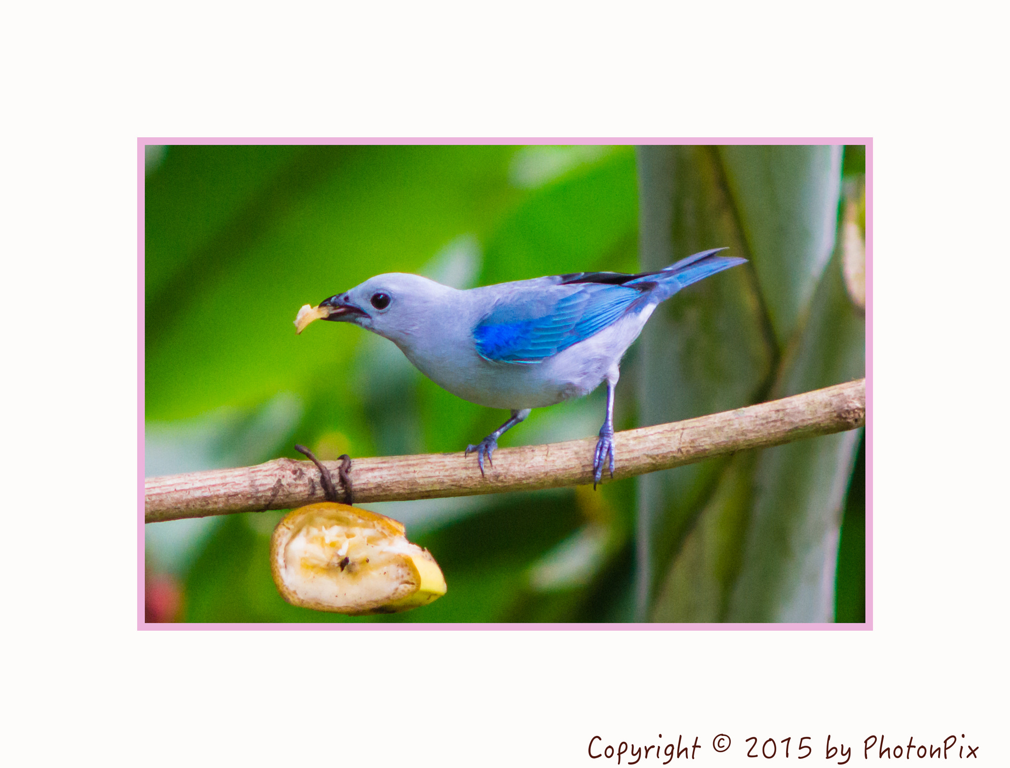 Sony SLT-A77 + Minolta AF 70-210mm F4 Macro sample photo. Blue gray tanagers costa rica photography