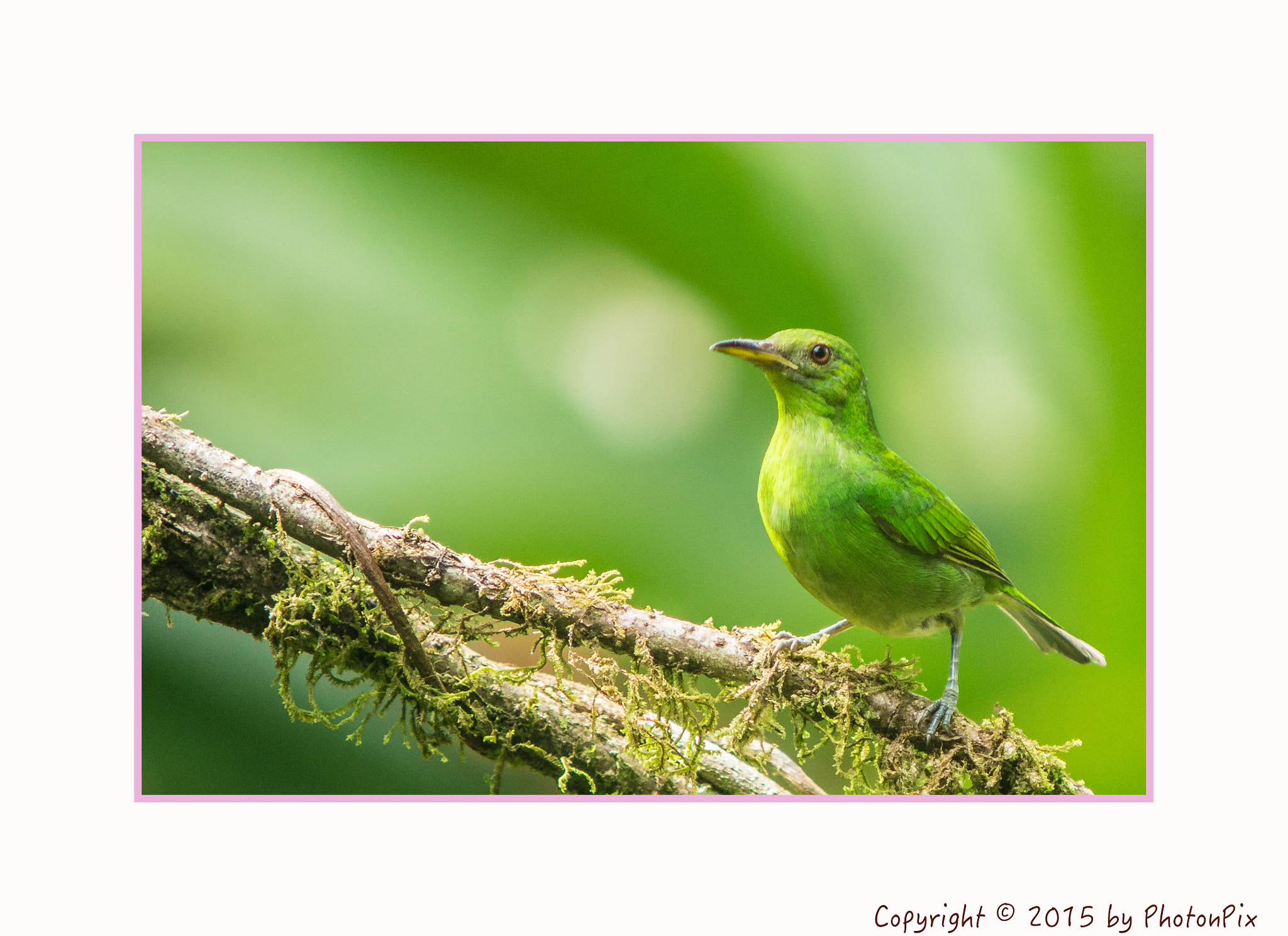 Sony SLT-A77 + Minolta AF 70-210mm F4 Macro sample photo. Green honeycreeper costa rica photography