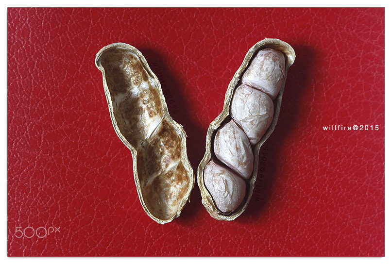 Canon EF 100mm F2.8 Macro USM sample photo. Peanut butterfly photography