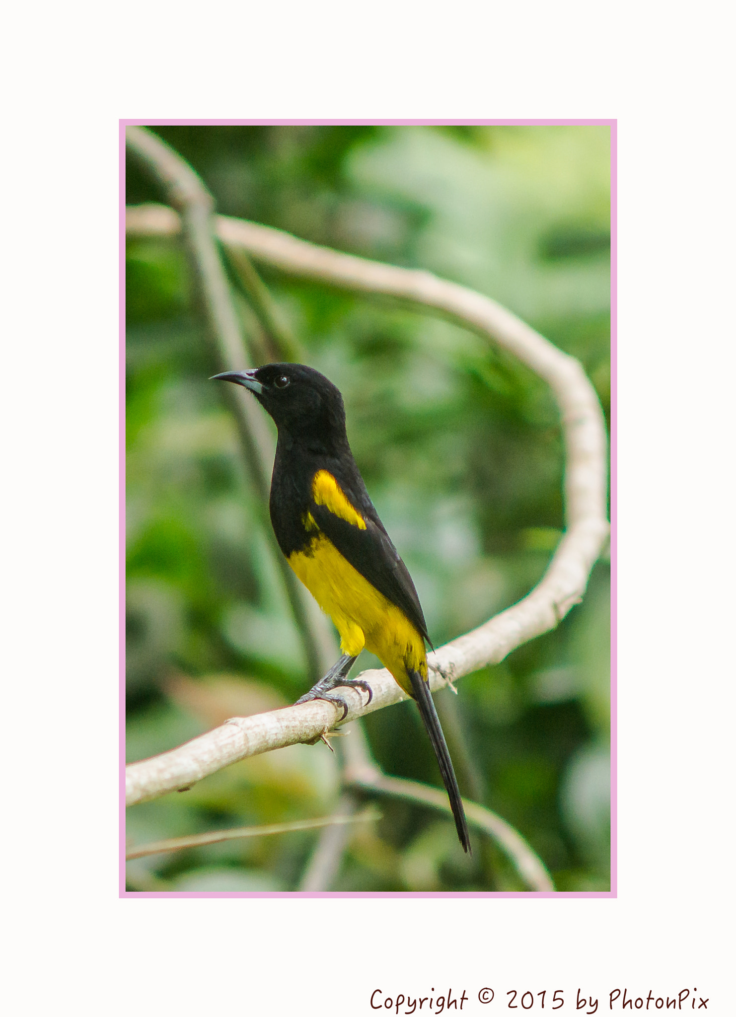 Sony SLT-A77 + Minolta AF 70-210mm F4 Macro sample photo. Black and yellow silky flycatcher costa rica photography