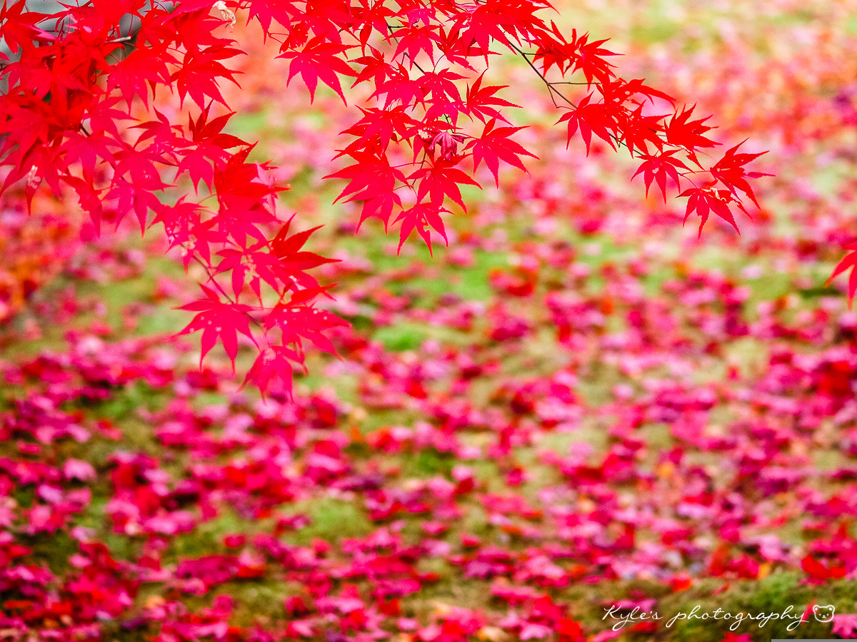 Olympus E-30 + OLYMPUS 50mm Lens sample photo. Maple photography