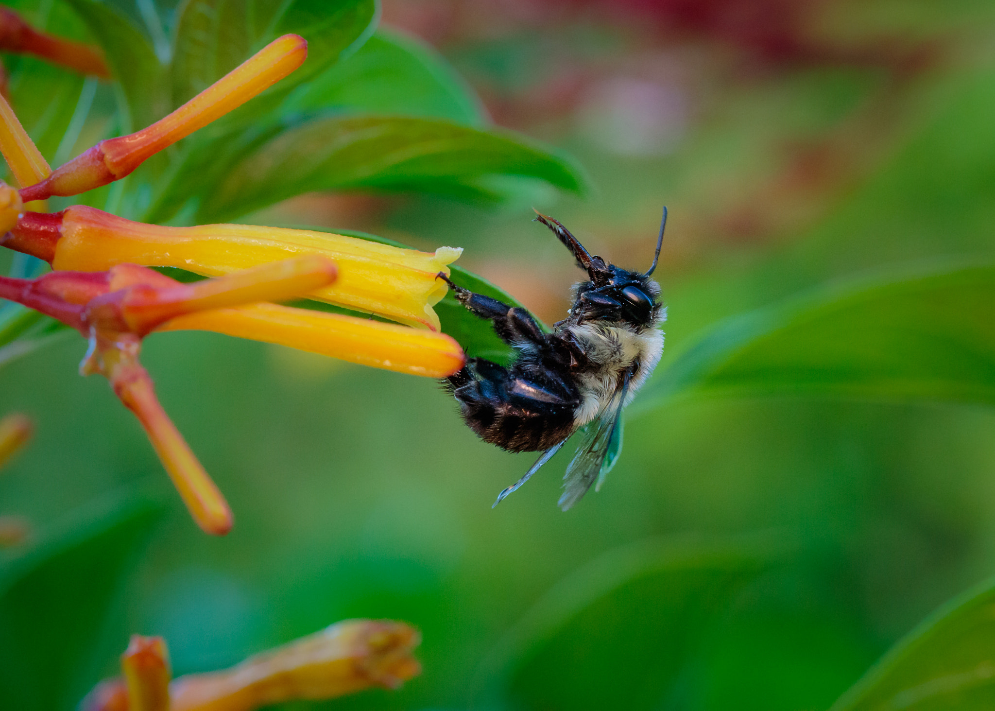 Canon EF 100mm F2.8 Macro USM sample photo. Look ma, no hands photography