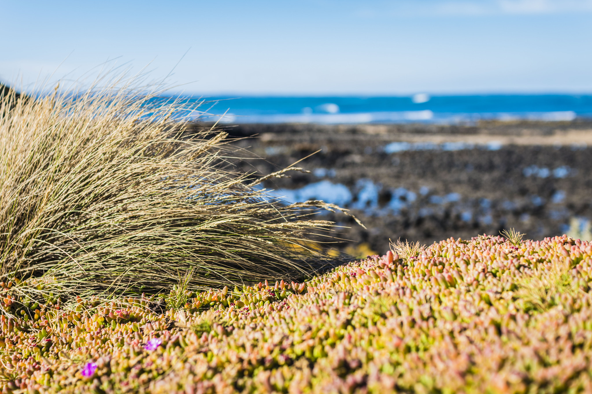 Nikon D5500 + Sigma 30mm F1.4 EX DC HSM sample photo. Spring photography