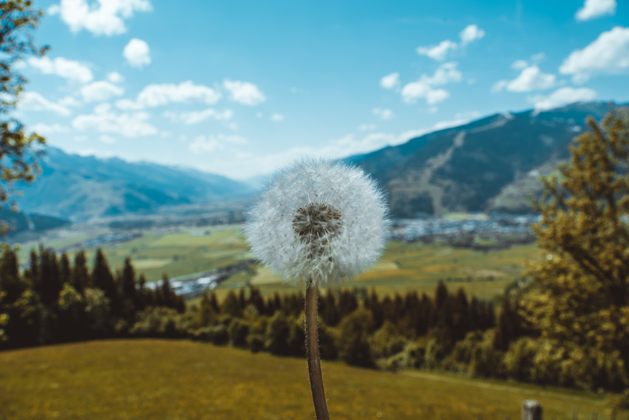 Sony FE PZ 28-135mm F4 G OSS sample photo. __dandelion__ photography