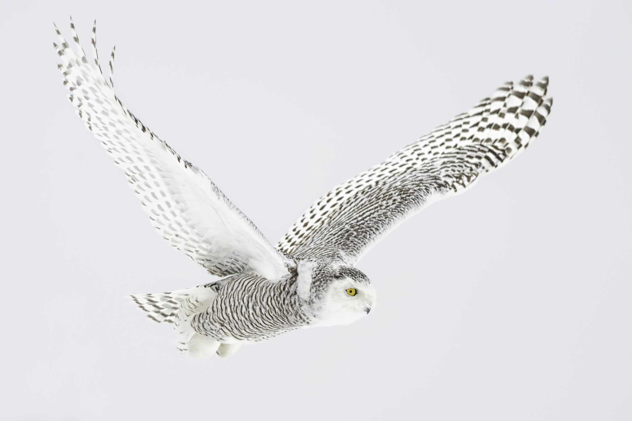 Nikon AF-S Nikkor 200mm F2G ED VR II sample photo. As the snowy flies... photography