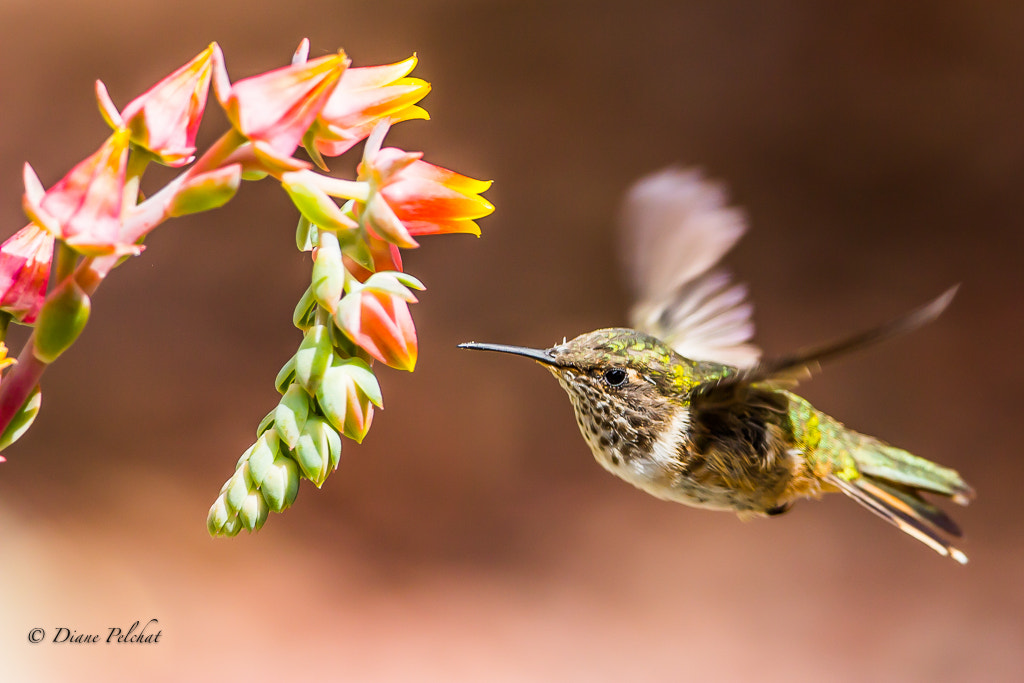 Canon EOS 60D + Canon EF 300mm F2.8L IS II USM sample photo. Volcano hummingbird photography