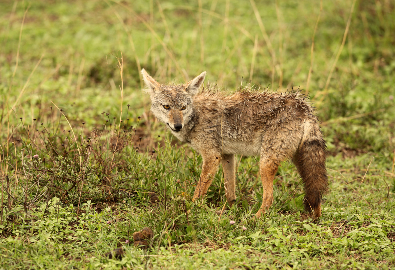 Canon EF 500mm F4L IS II USM sample photo. Golden jackal photography