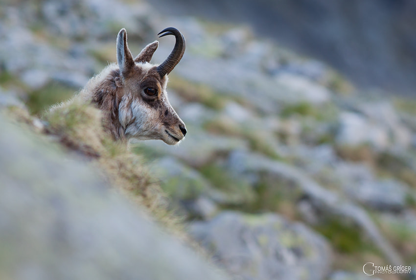 Canon EOS 50D + Canon EF 200mm F2.8L II USM sample photo. Chamois in the bokeh photography