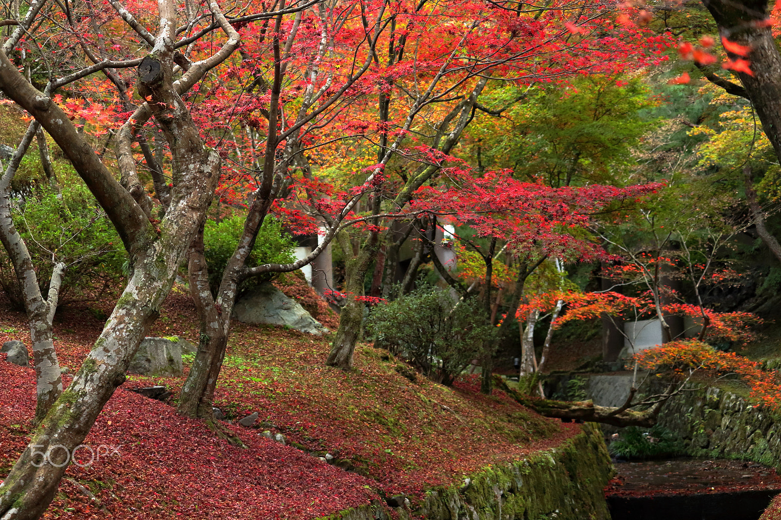 Canon EOS 100D (EOS Rebel SL1 / EOS Kiss X7) sample photo. Valley of autumn leaves photography