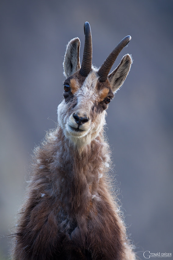 Canon EOS 50D + Canon EF 400mm F5.6L USM sample photo. Chamois portrait photography