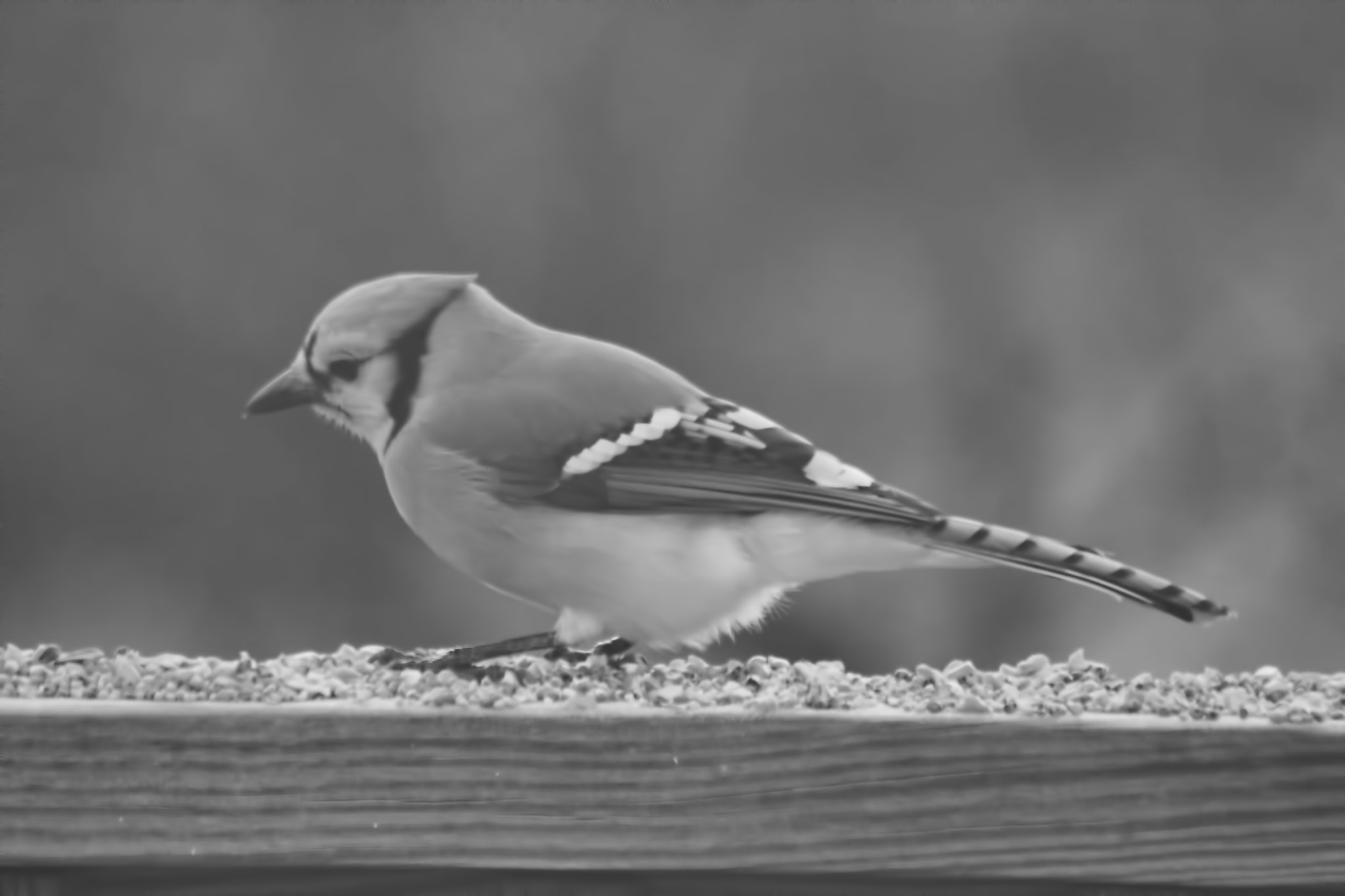 Canon EF 70-300mm F4-5.6 IS USM sample photo. Jay b&w photography