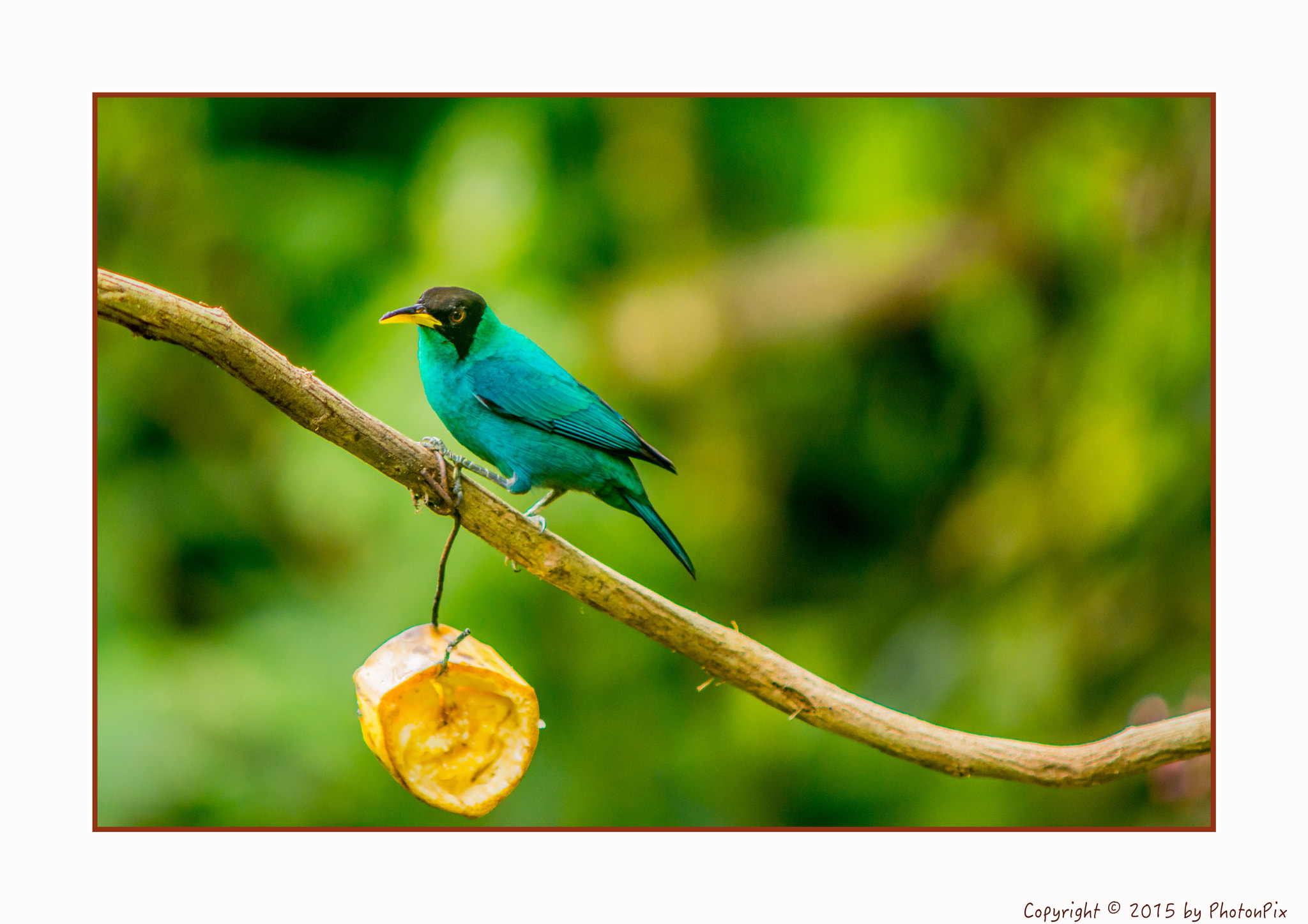 Sony SLT-A77 + Minolta AF 70-210mm F4 Macro sample photo. Green honeycreeper costa rica photography