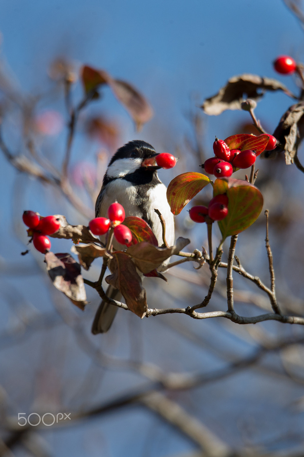 Sigma 150-600mm F5-6.3 DG OS HSM | C sample photo. My favorite red one photography