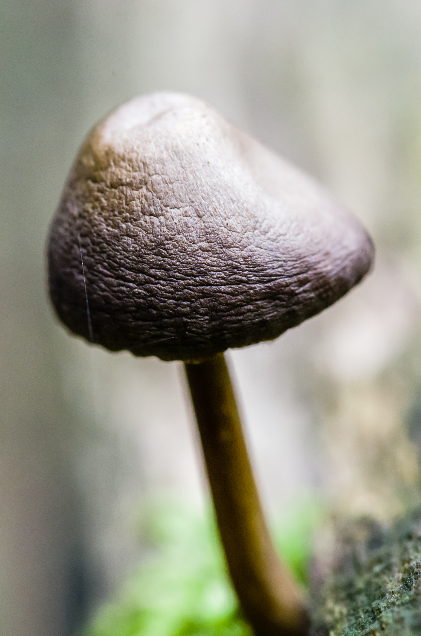 Pentax smc D-FA 100mm F2.8 macro sample photo. Mushroom photography