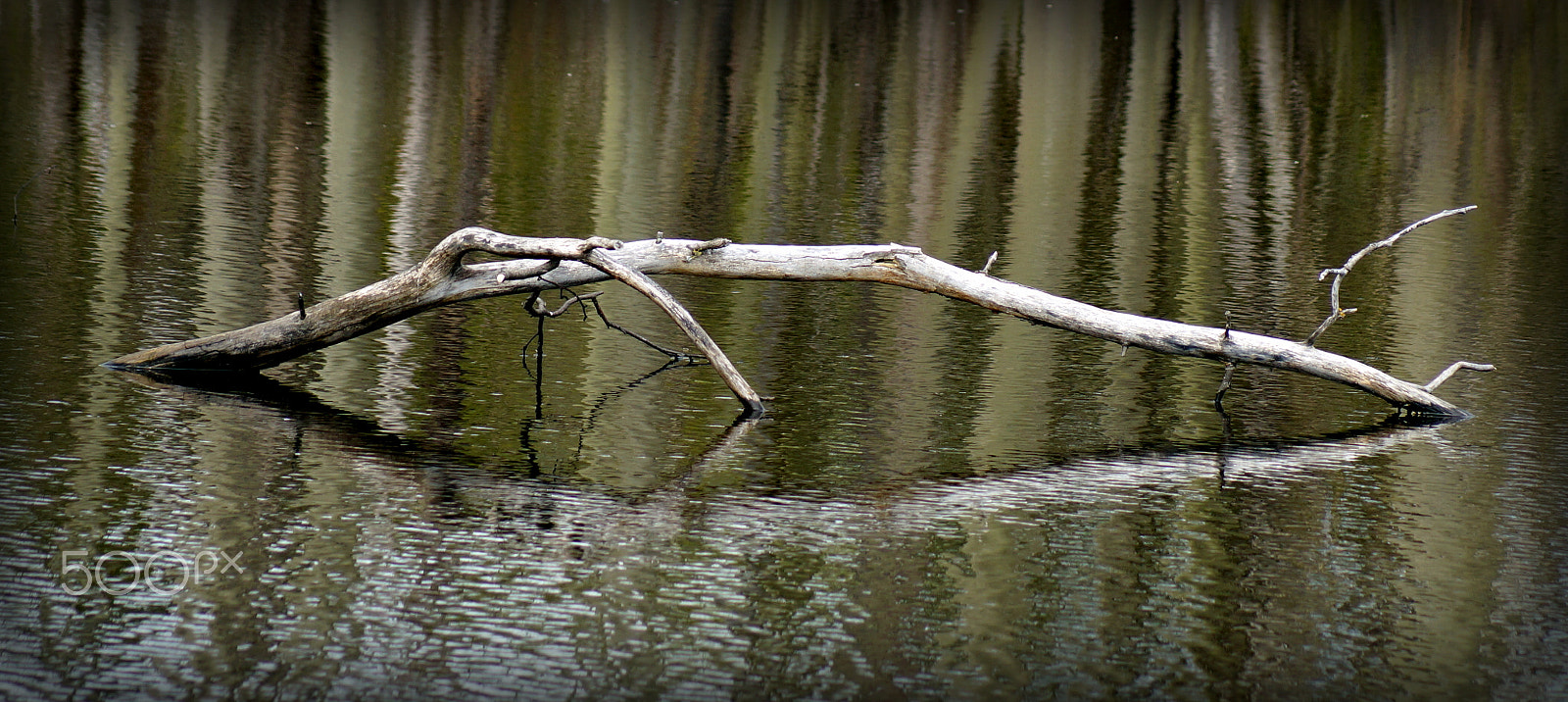 Sony 75-300mm F4.5-5.6 sample photo. Réflexion photography
