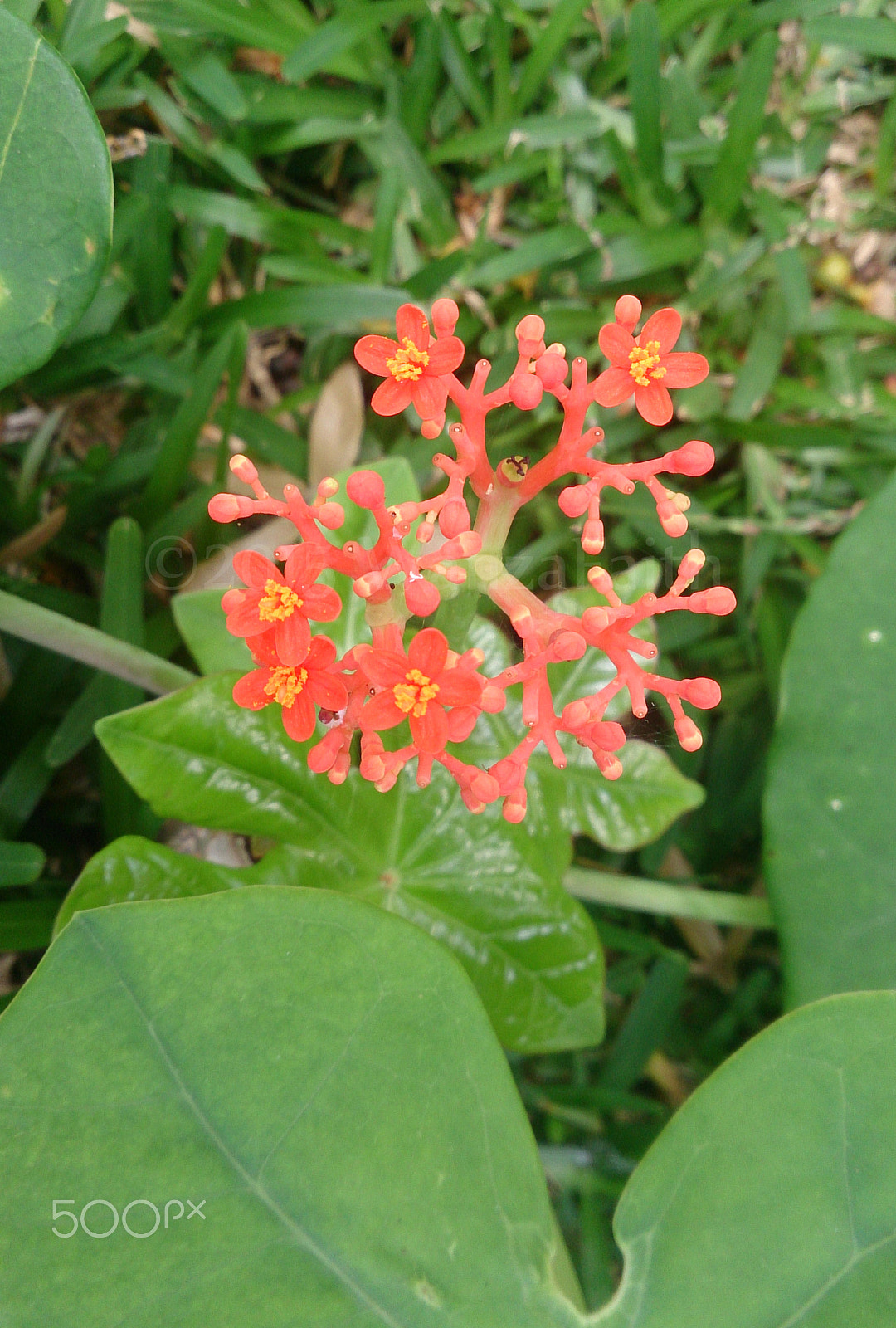 Sony Xperia ZR sample photo. Blooming time photography