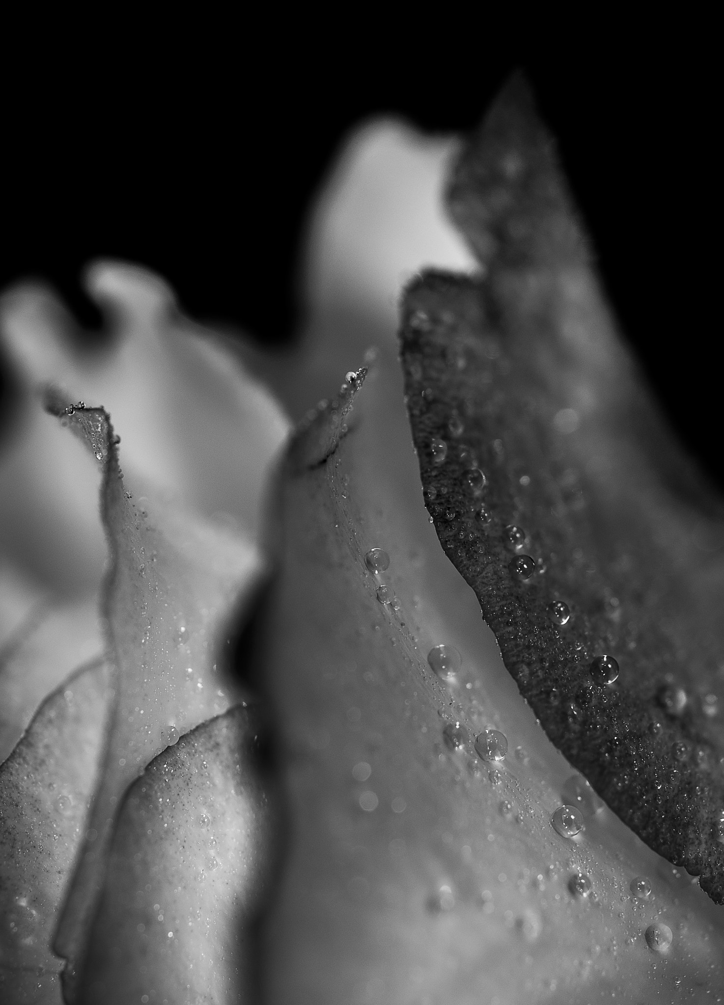 Pentax K-5 + smc PENTAX-F MACRO 50mm F2.8 sample photo. The grey flower photography