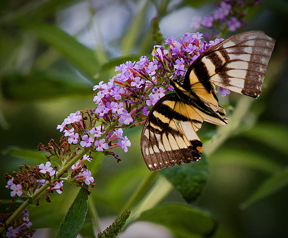 Nikon D40 sample photo. Weather-beaten swallowtail photography
