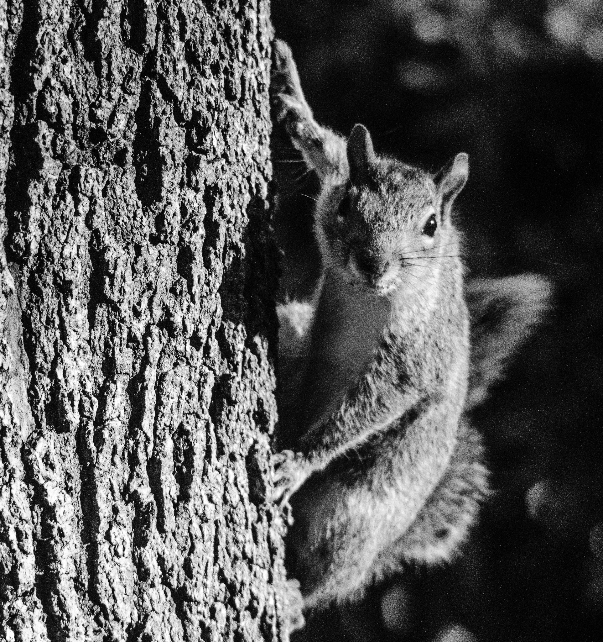 Canon EF 35-80mm f/4-5.6 sample photo. Gotta get a nut photography