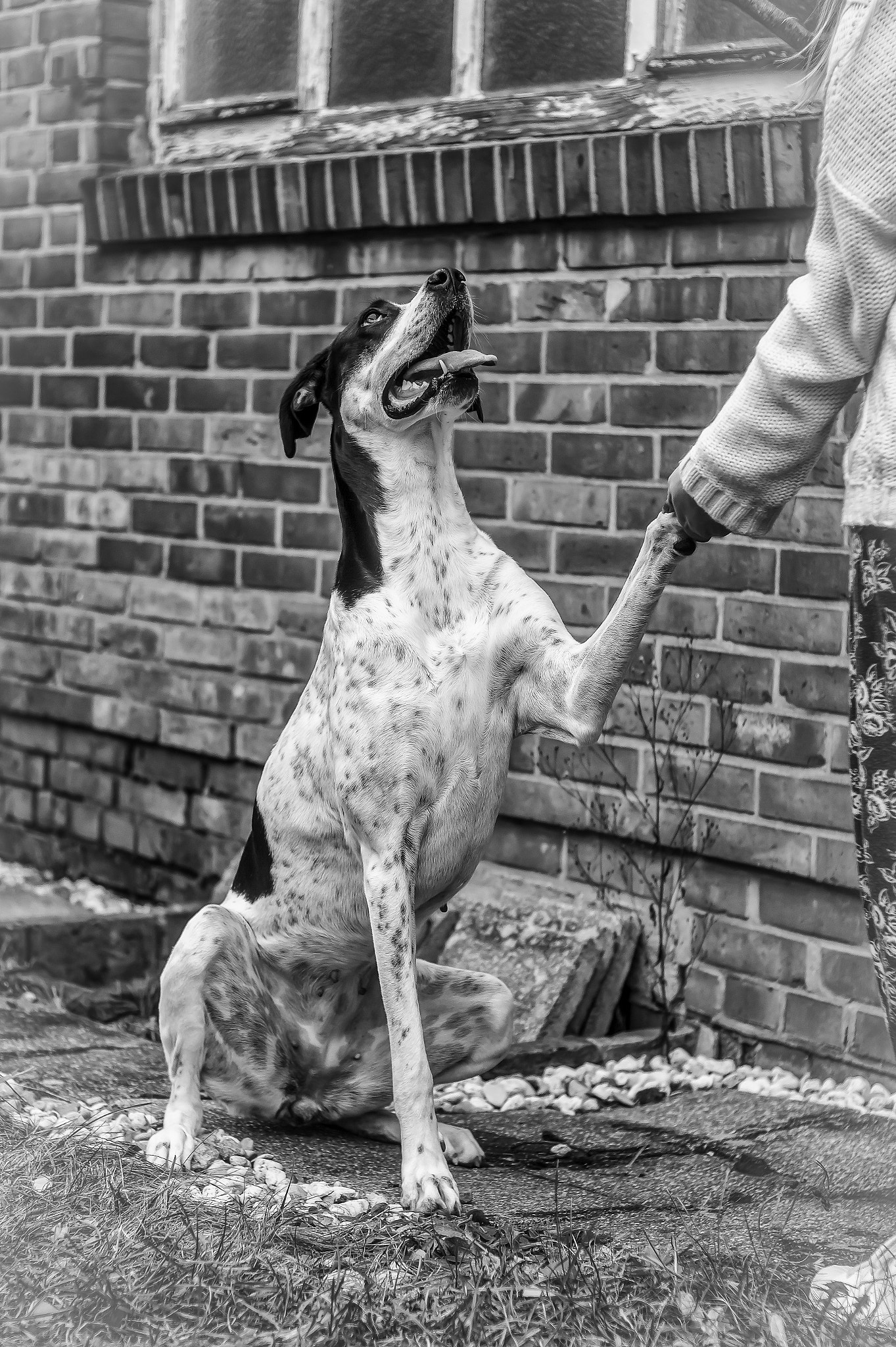 Sony SLT-A58 + Minolta AF 50mm F1.7 New sample photo. Dog photography