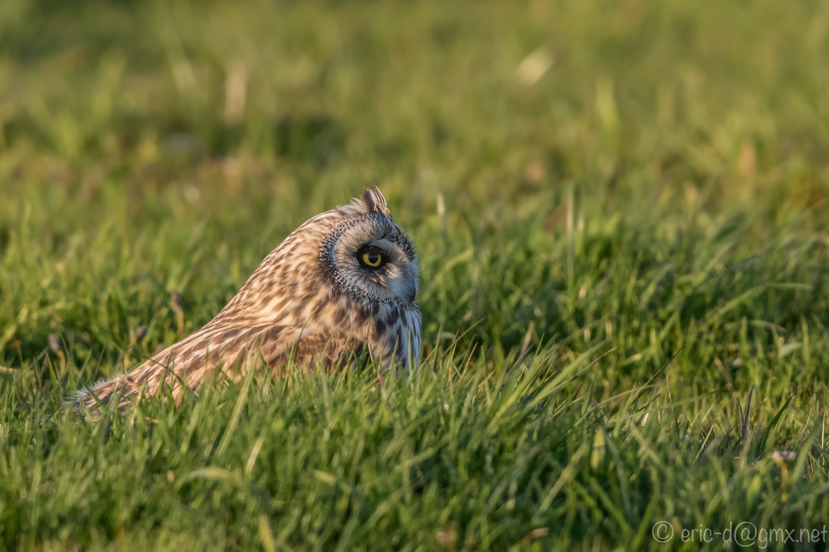 Canon EOS 7D Mark II + Canon EF 600mm F4L IS II USM sample photo. Hidden mouse hunter photography