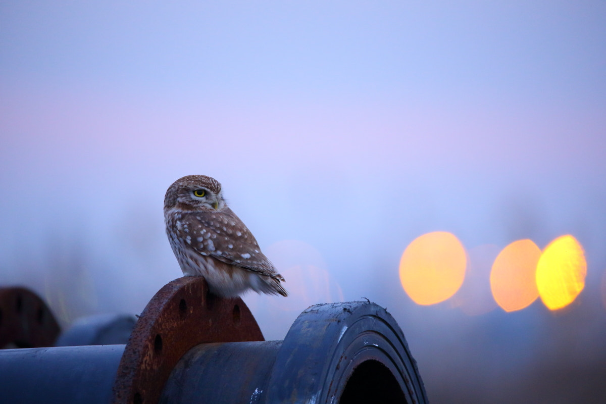 Sigma 150-600mm F5-6.3 DG OS HSM | C sample photo. Little owl photography