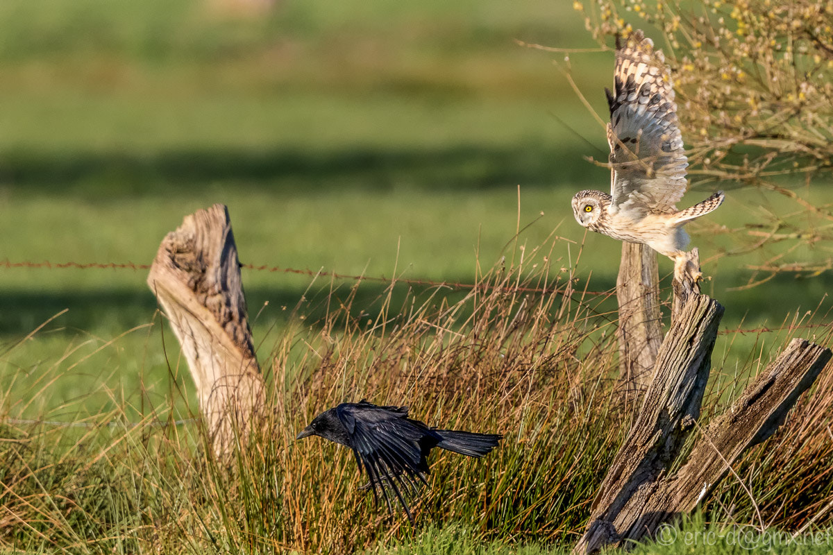Canon EF 600mm F4L IS II USM sample photo. Disturbing crow photography