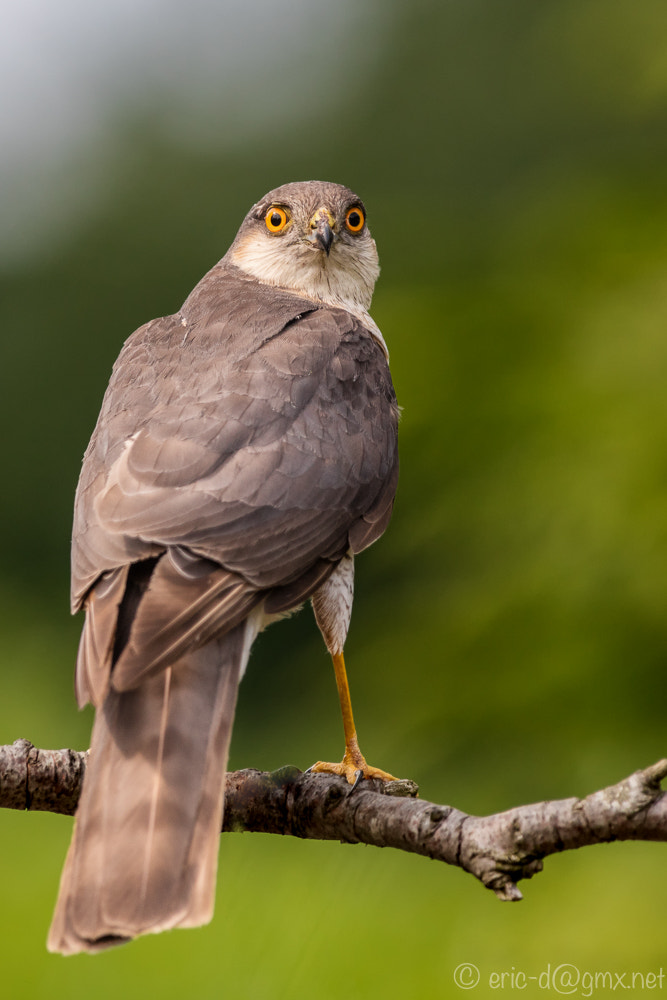 Canon EF 300mm F2.8L IS USM sample photo. The sparrowhawk photography