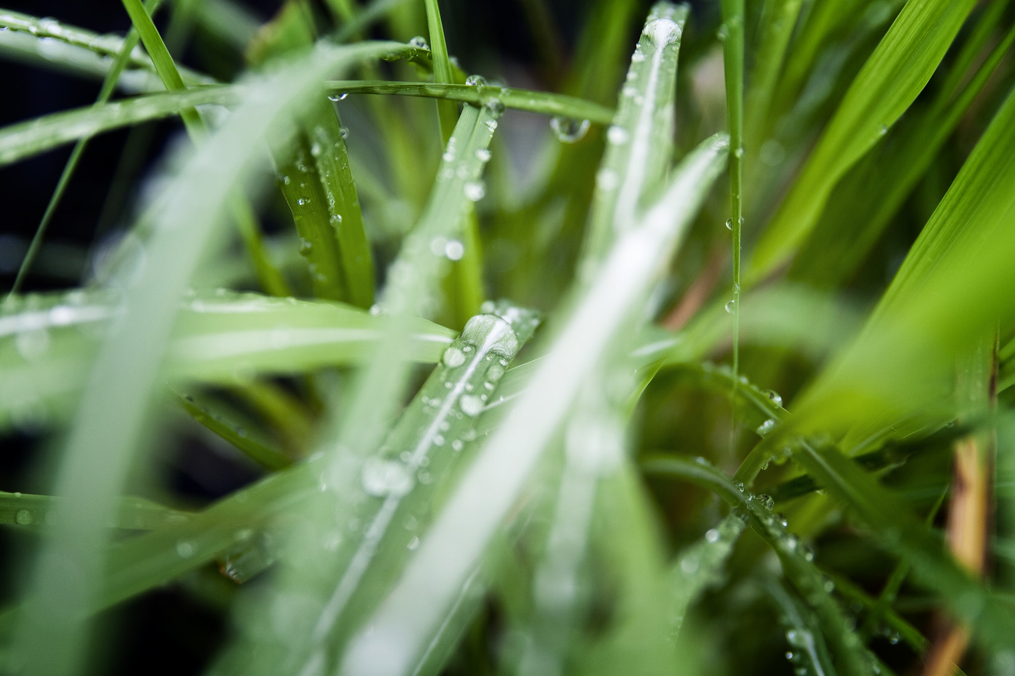 Sigma 18-50mm f/2.8 Macro sample photo. Raindrops on grass photography