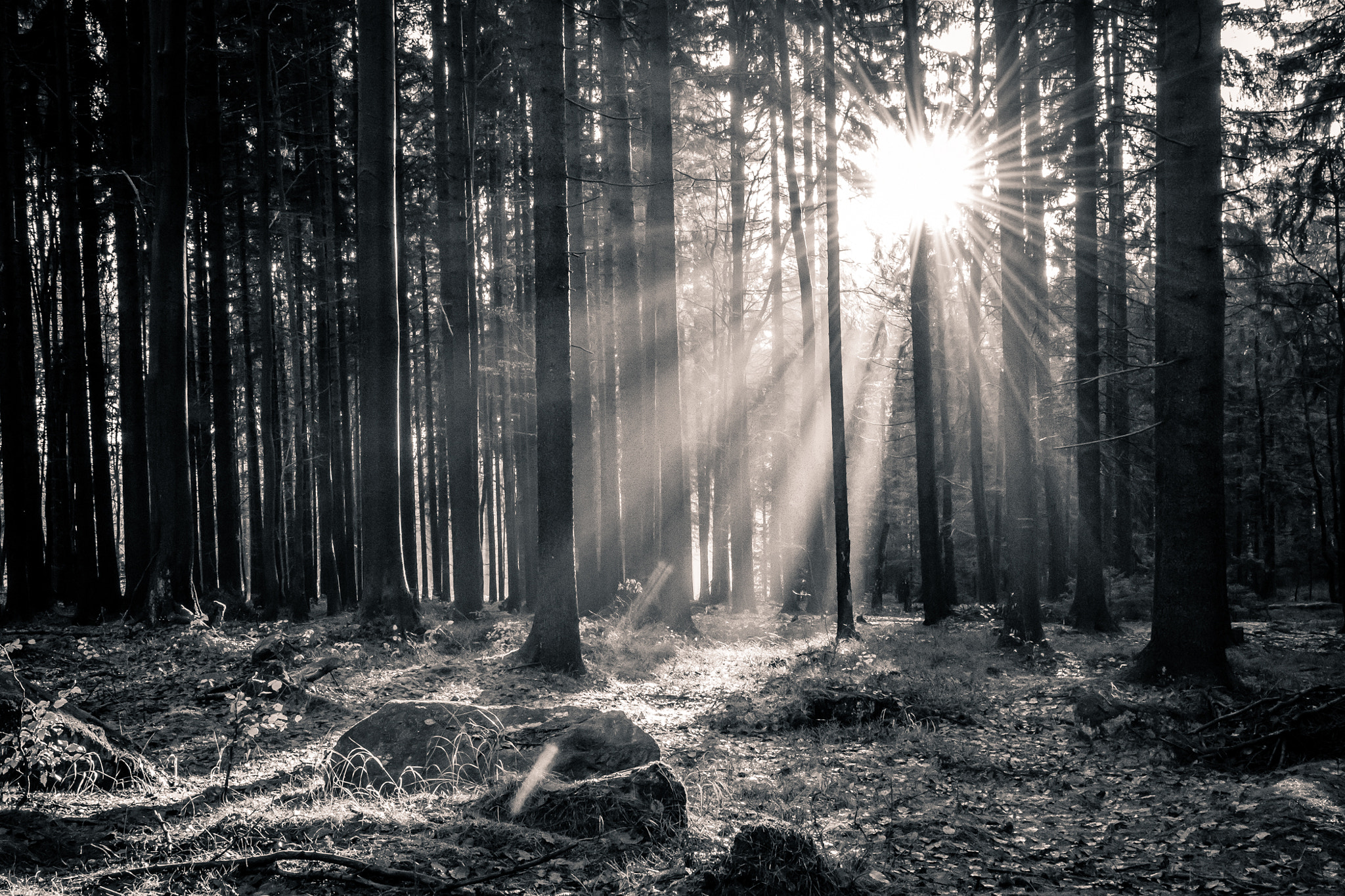 Samsung NX30 + Samsung NX 12-24mm F4-5.6 ED sample photo. Misty forest photography