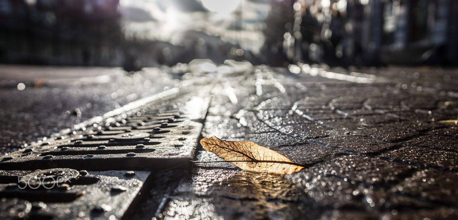 Sony Alpha a5000 (ILCE 5000) + Sony Sonnar T* E 24mm F1.8 ZA sample photo. Leaf on stones photography