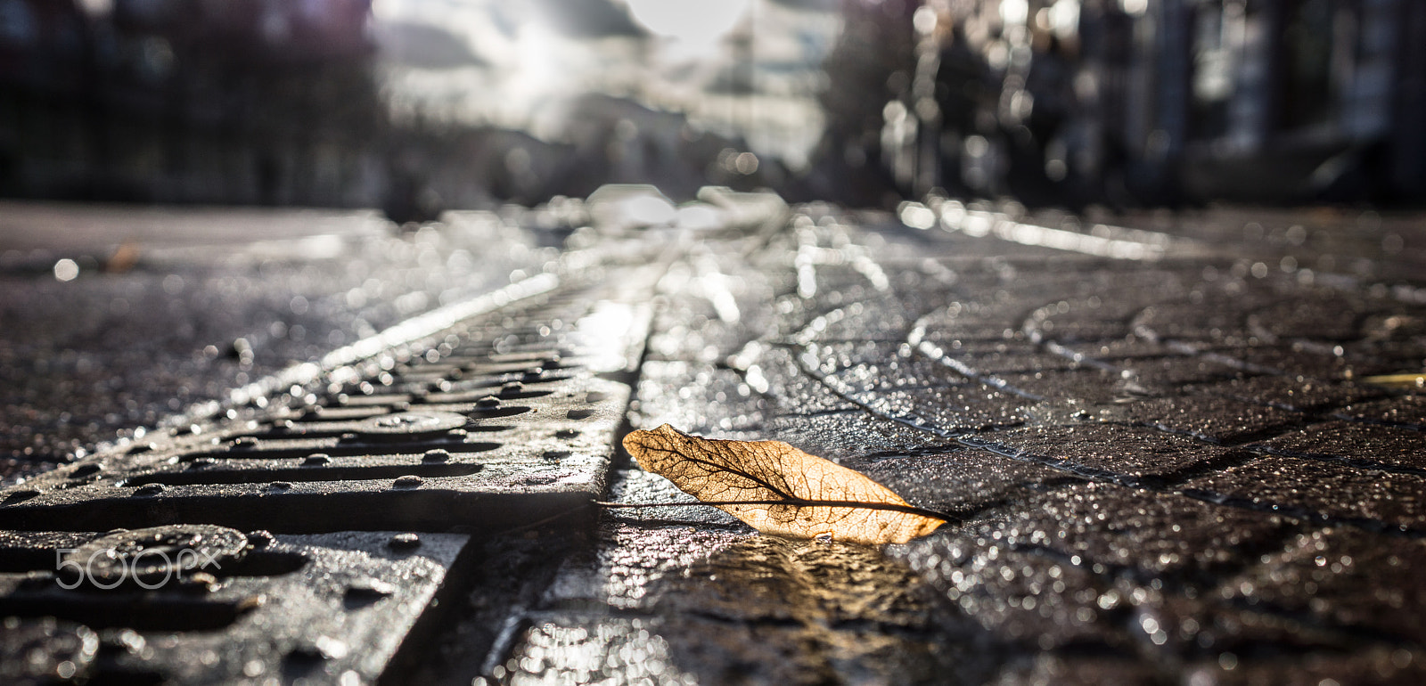 Sony Alpha a5000 (ILCE 5000) + Sony Sonnar T* E 24mm F1.8 ZA sample photo. Leaf on stones photography