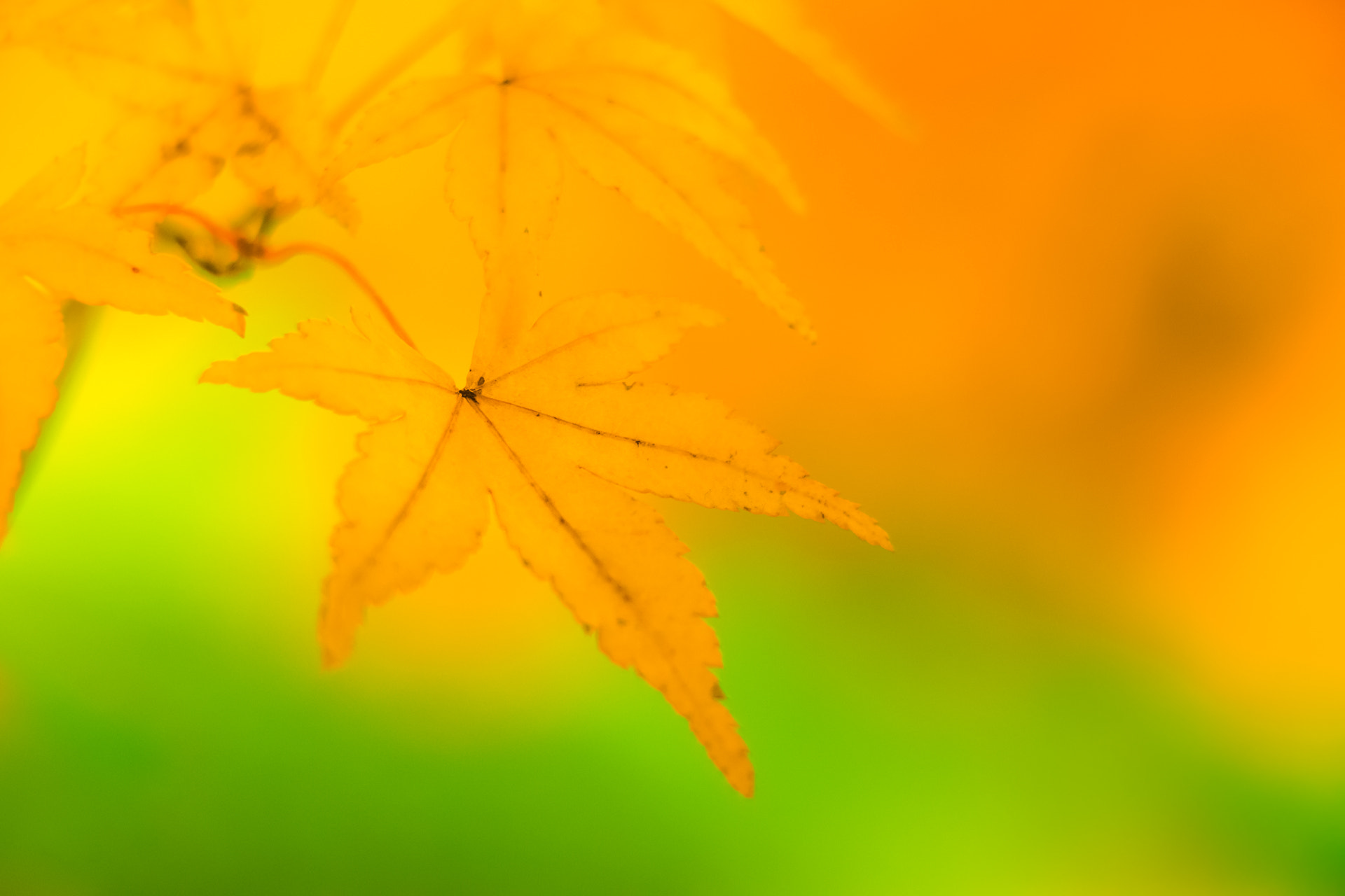 Canon EOS 700D (EOS Rebel T5i / EOS Kiss X7i) sample photo. Momiji photography