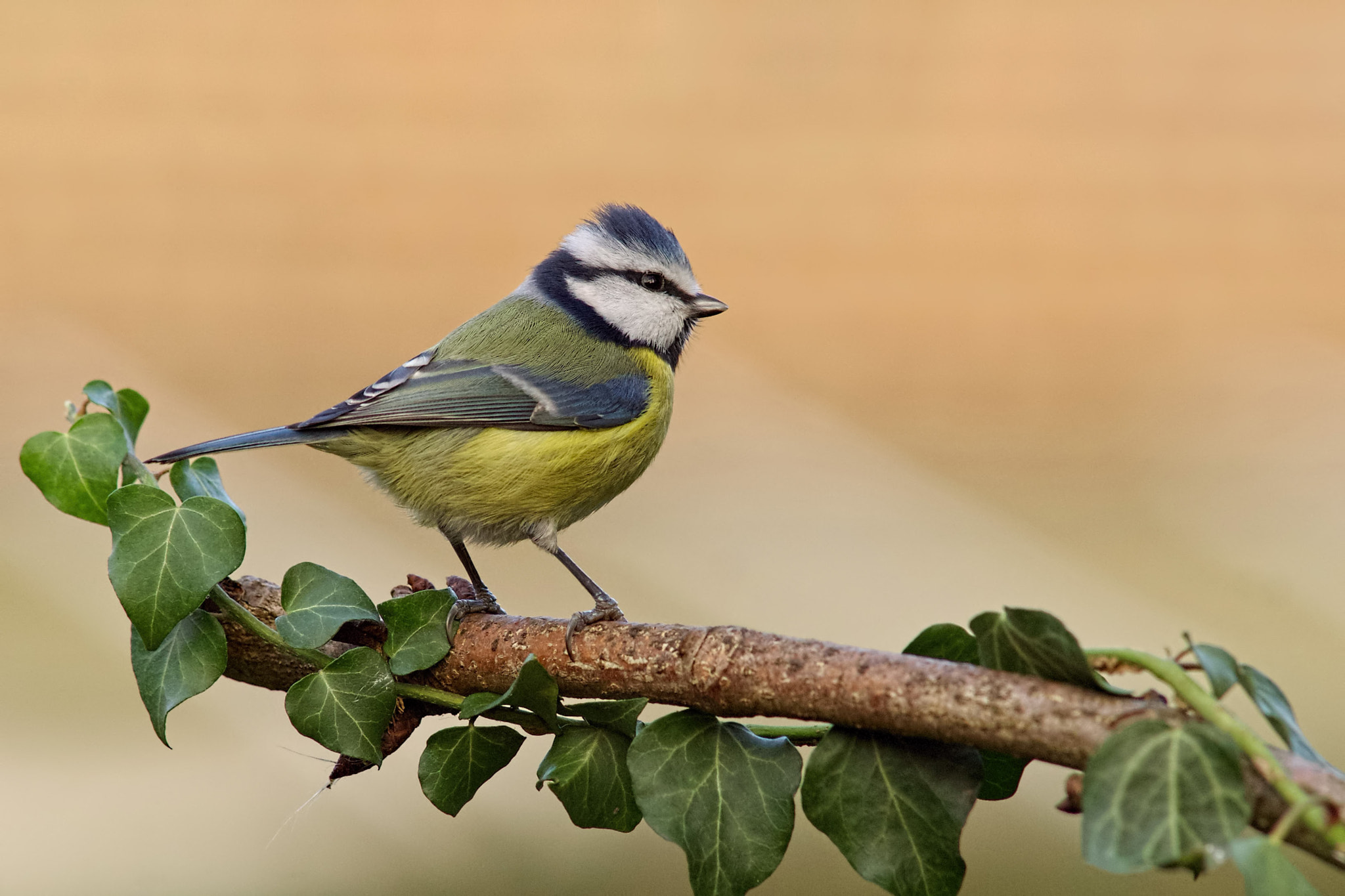 Sony a99 II + Minolta AF 300mm F2.8 HS-APO G sample photo. Blue tit photography