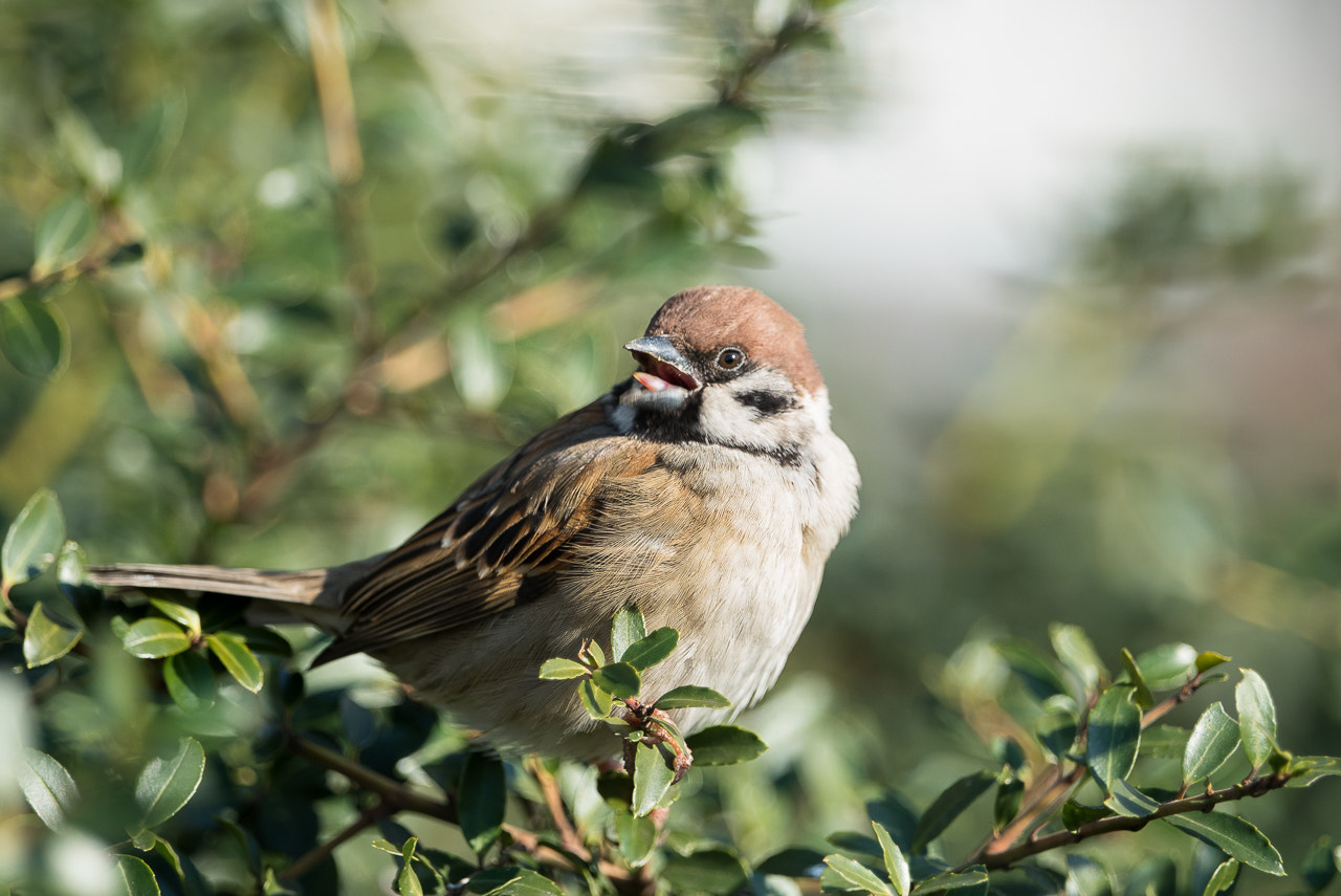 Sony 70-400mm F4-5.6 G SSM II sample photo. Afternoon's song photography
