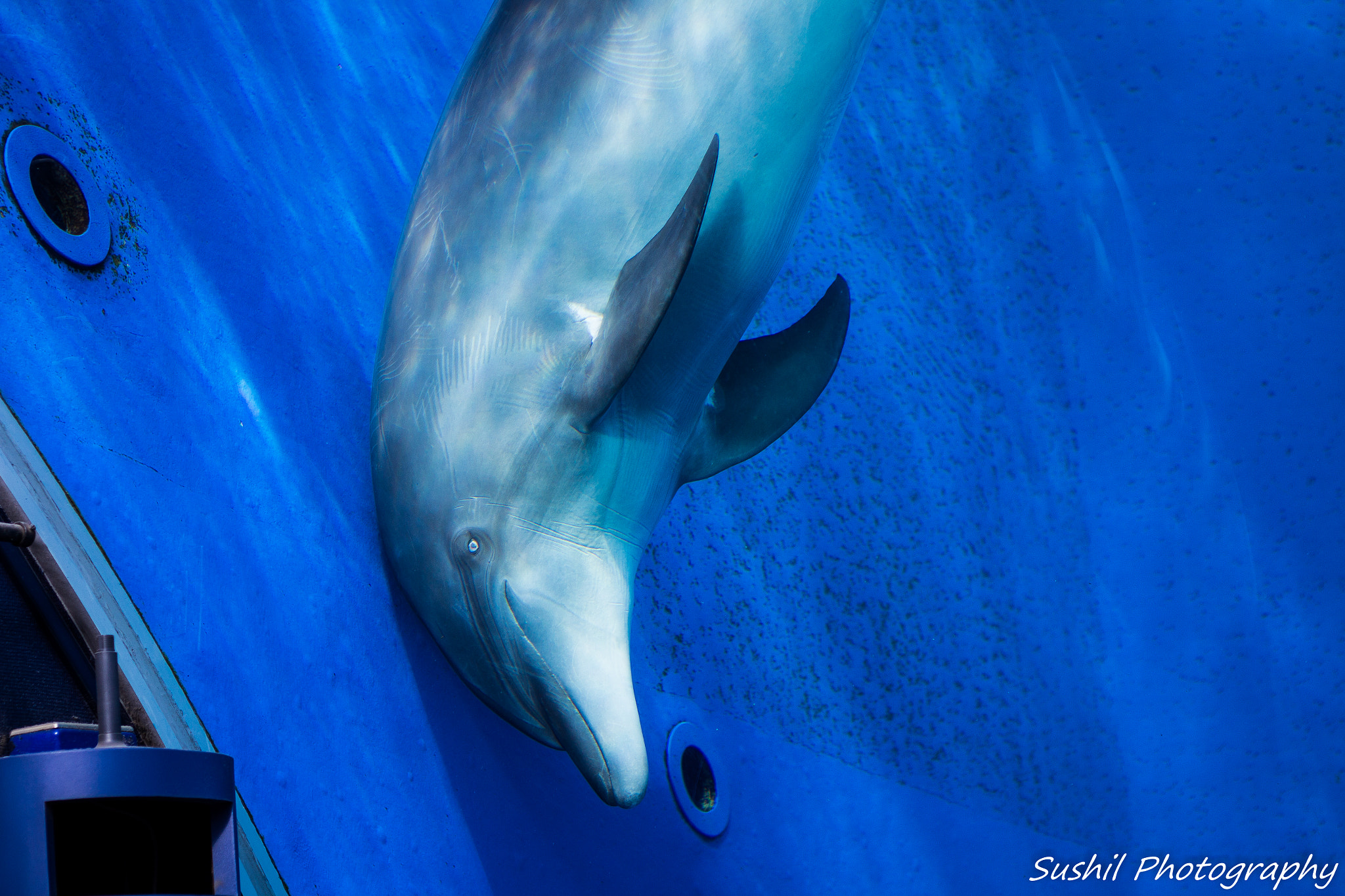 Canon EOS 700D (EOS Rebel T5i / EOS Kiss X7i) sample photo. Dolphin.jpg photography