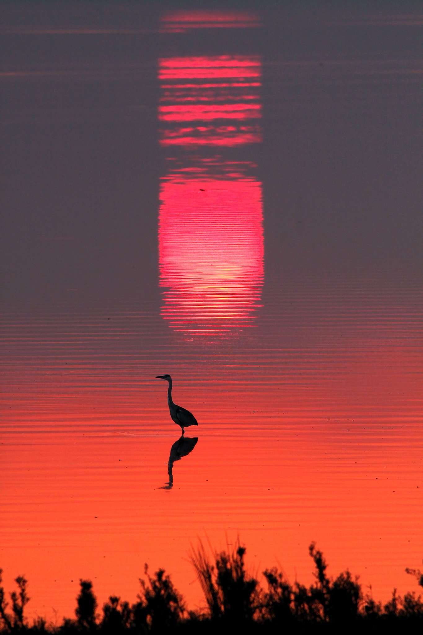 Canon EOS 50D + Canon EF 400mm F5.6L USM sample photo. Evening in the lake.. photography